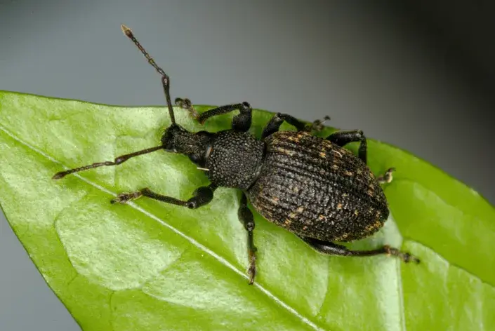 Lakonosec rýhovaný (Otiorhynchus sulcatus) dokáže poškodit celou rostlinu Lakonosec rýhovaný (Otiorhynchus sulcatus) dokáže poškodit celou rostlinu