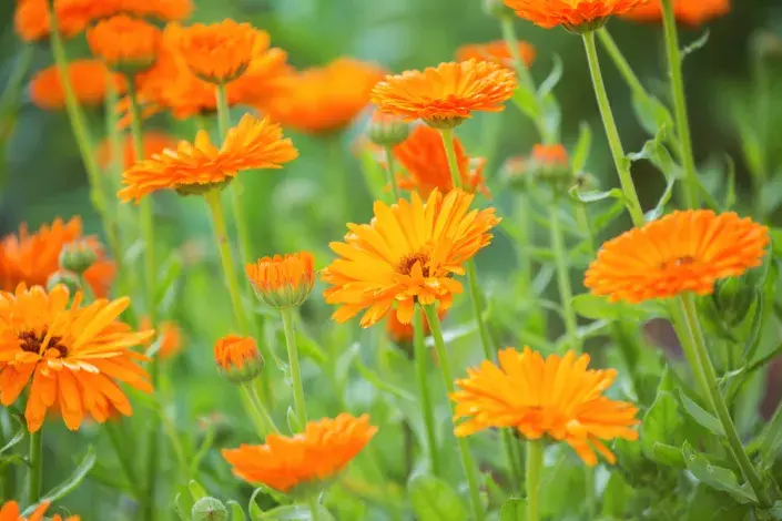 Měsíček lékařský (Calendula officinalis) Měsíček lékařský (Calendula officinalis)