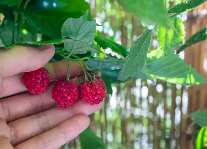 Sladké lesní ovoce vypěstujete snadno i v květináči na balkoně Sladké lesní ovoce vypěstujete snadno i v květináči na balkoně