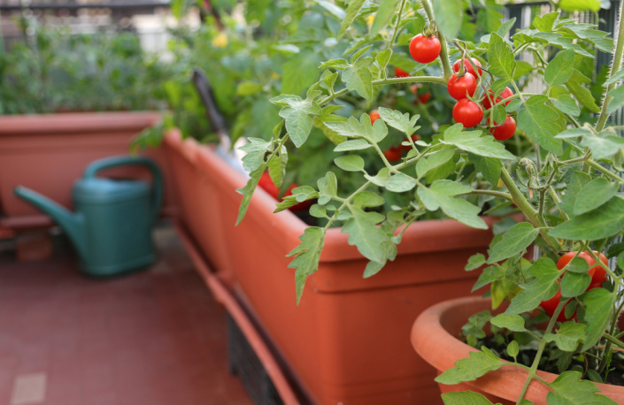 Na balkon si pořiďte velké truhlíky a dejte se do pěstování
