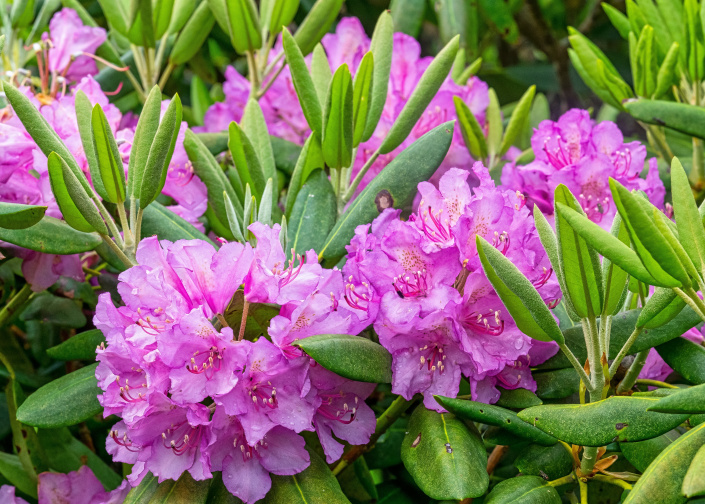 rododendrony