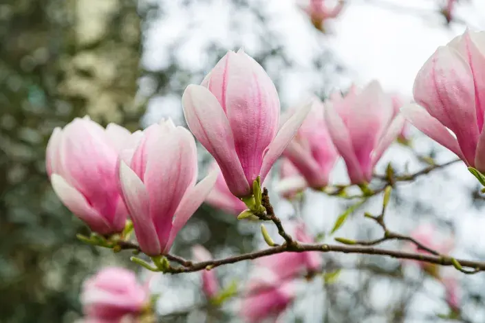 Magnolie Soulangeova Magnolie Soulangeova