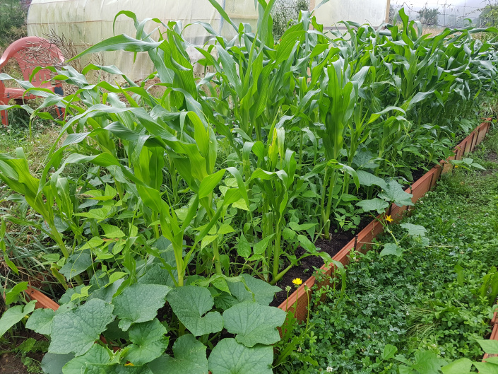 Pěstování zeleniny jako smíšené kultury