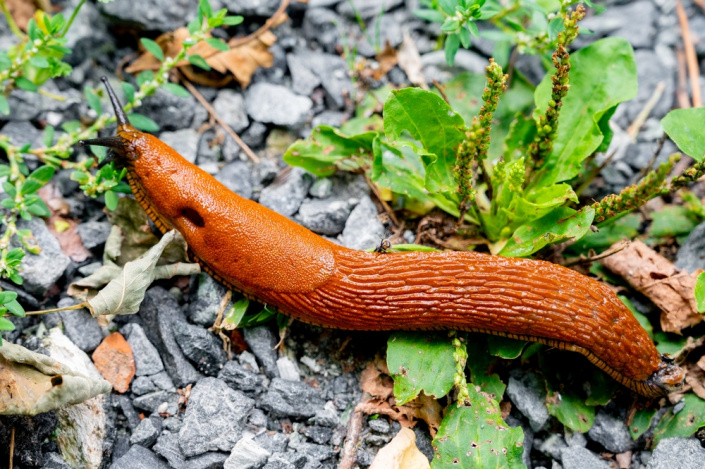 Plzáci španělští (Arion vulgaris) dorůstají do délky až 10 cm