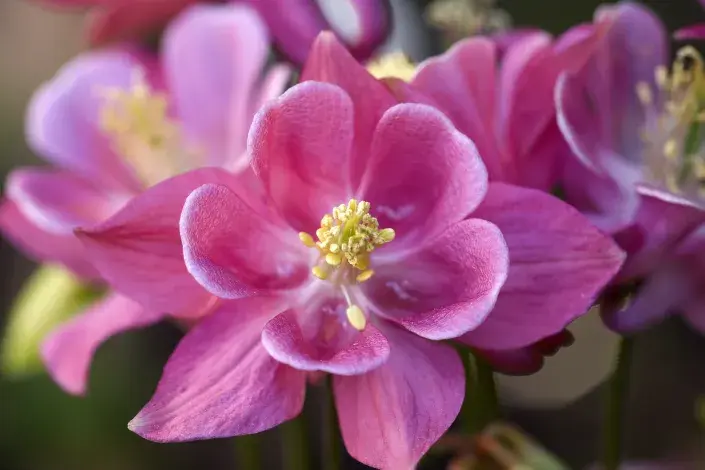 Orlíček je nenáročná trvalka Orlíček je nenáročná trvalka