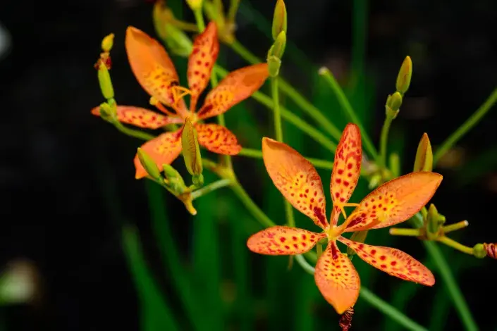 Angínovník čínský Angínovník čínský