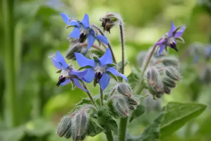 Brutnák lékařský (Borago officinalis) Brutnák lékařský (Borago officinalis)