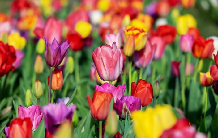 Jarní záhon s pestrobarevnými tulipány