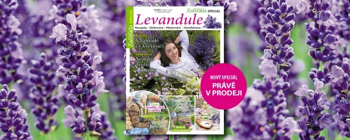 Speciál Naše krásná zahrada levandule Speciál Naše krásná zahrada levandule