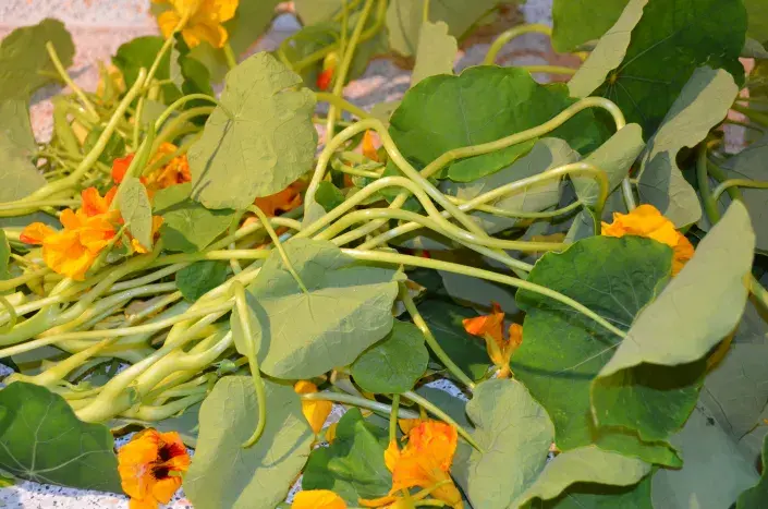 Z lichořeřišnice lze vyrobit tinkturu