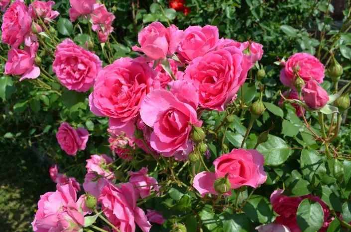 Růže jsou královny květin Růže jsou královny květin