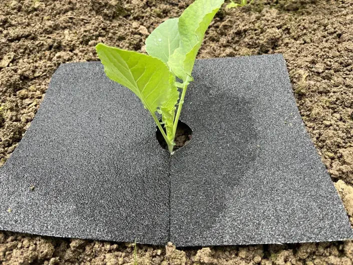 Hrubý šmirgl pomůže ochránit mladé sazenice