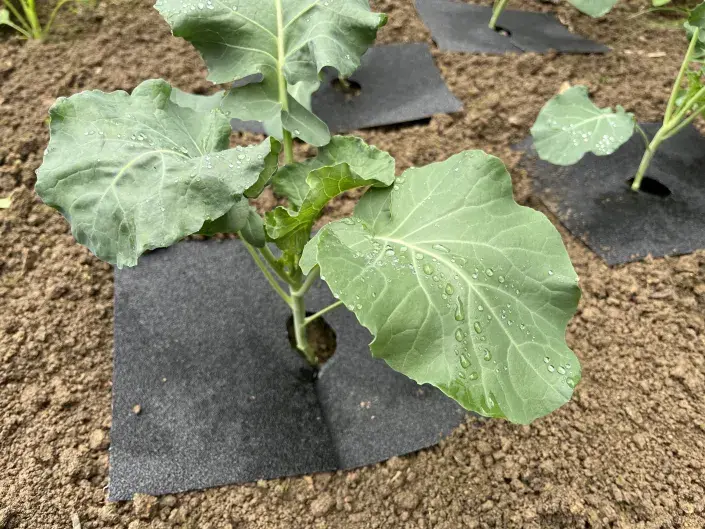 Hrubý šmirgl ochrání mladé sazenice před slimáky