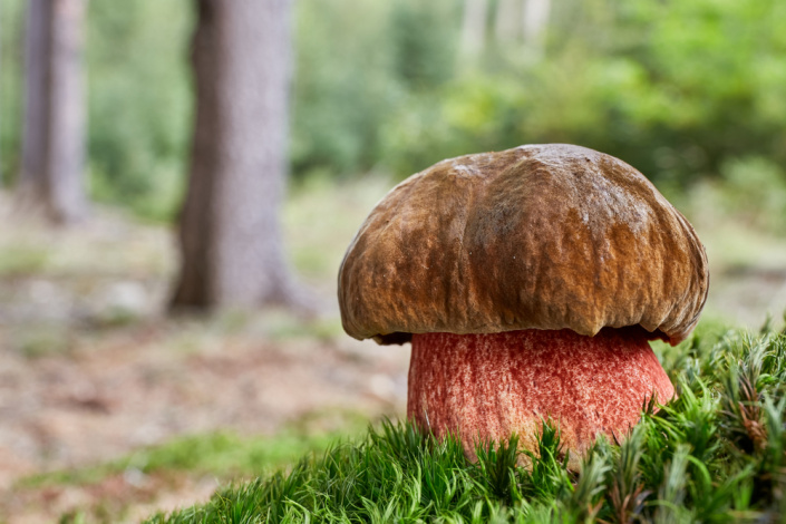 Hřib kovář (Neoboletus luridiformis)