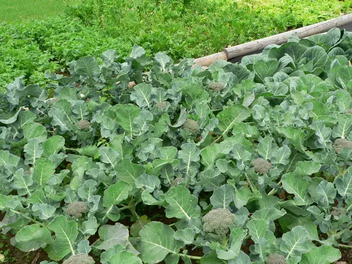 Brokolice je zdravá zelenina.  Brokolice je zdravá zelenina.