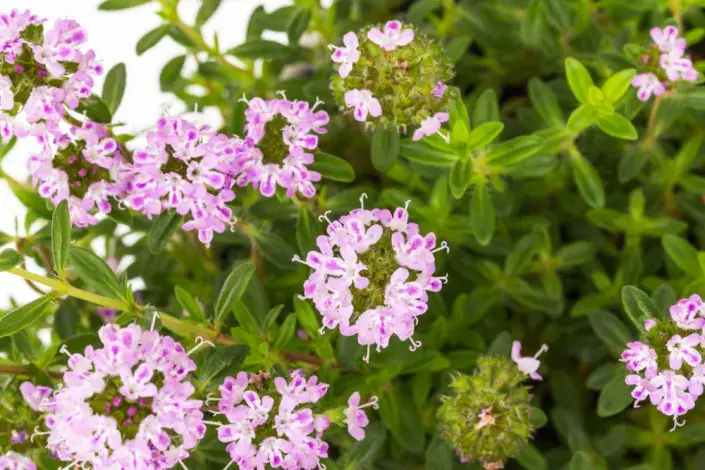 Saturejka zahradní (Satureja hortensis)