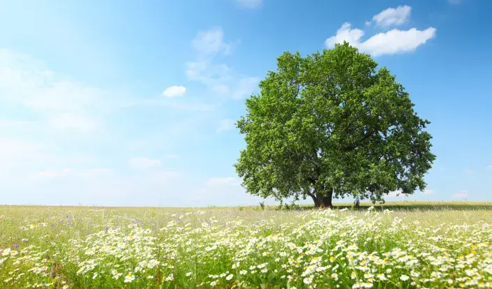 Pranostiky našich předků na měsíc červen