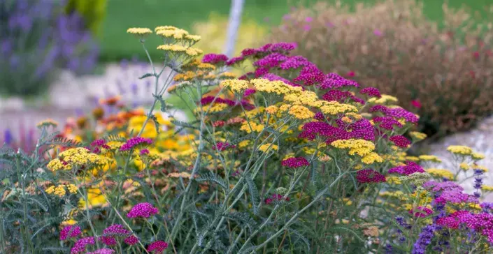 Připravte na horké léto i svou zahradu. Pěstujte suchomilné trvalky.