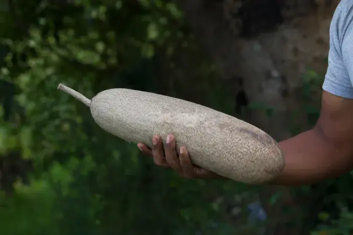 Salámový strom Salámový strom