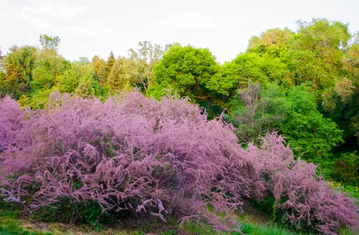 Tamaryšek ve volné přírodě