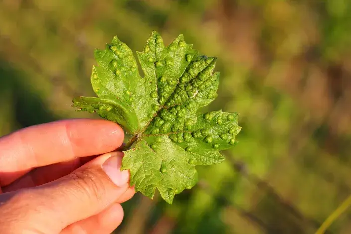 poškození vlnovníkem révovým poškození vlnovníkem révovým