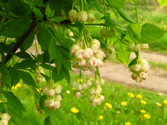 Klokoč zpeřený (Staphylea pinnata)