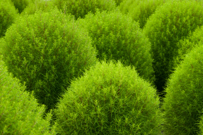 Bytel metlatý nebo i metlovitý (Bassia scoparia, syn. Kochia scoparia)