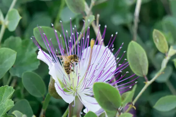 květ kapary trnité květ kapary trnité