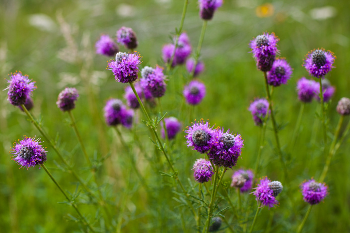 dalea