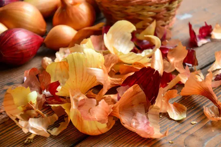 Slupky z cibule nemusí končit v odpadkovém koši. Využijte jejich sílu pro své květiny i zeleninu. Slupky z cibule nemusí končit v odpadkovém koši. Využijte jejich sílu pro své květiny i zeleninu.