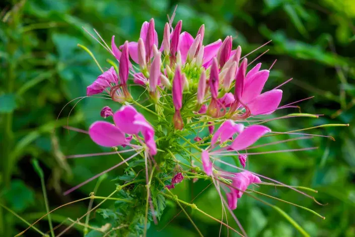 Luštěnice trnitá Luštěnice trnitá