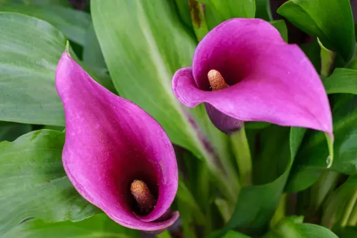 Atraktivní květ kornoutice