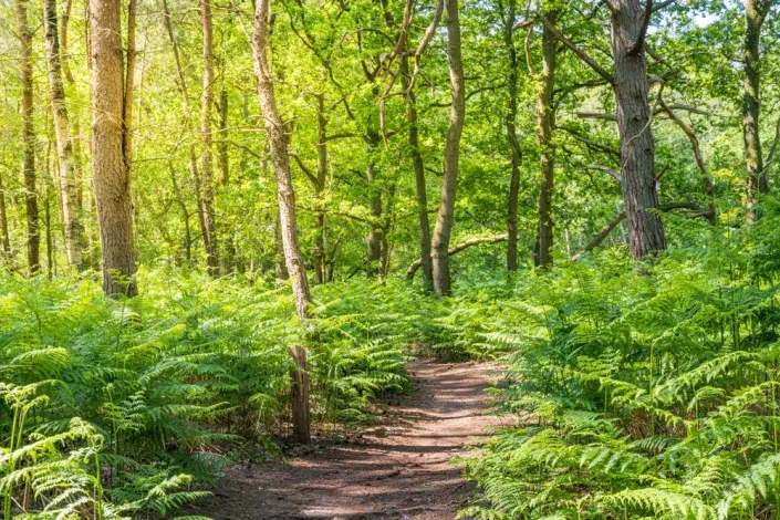 Hasivka orličí (Pteridium aquilinum) Hasivka orličí (Pteridium aquilinum)