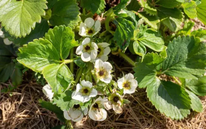 Květy jahod, poškozené mrazem