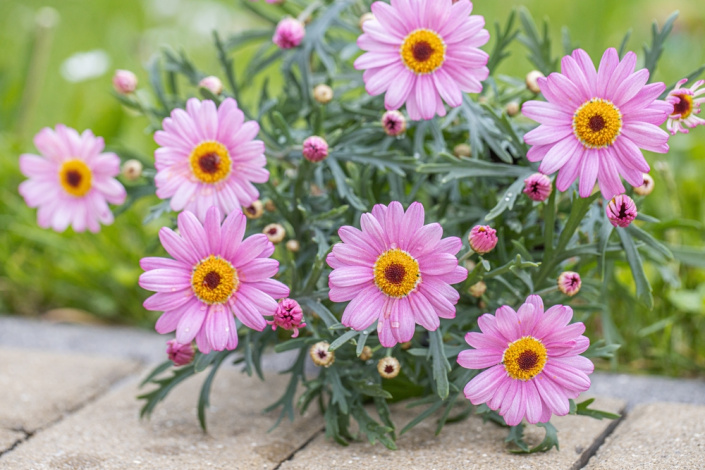 Kopretina pařížská, kopretinovec dřevnatý či kopretina dřevnatá (Argyranthemum frutescens)