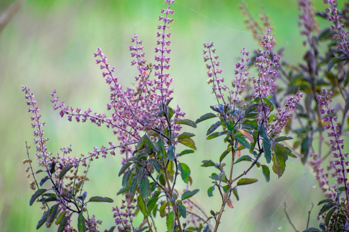 Indická bazalka Tulsi (Ocimum sanctum syn. Ocimum tenuiflorum), známá i pod názvy Tulisi nebo Tulasi, pochází z jihovýchodní Asie