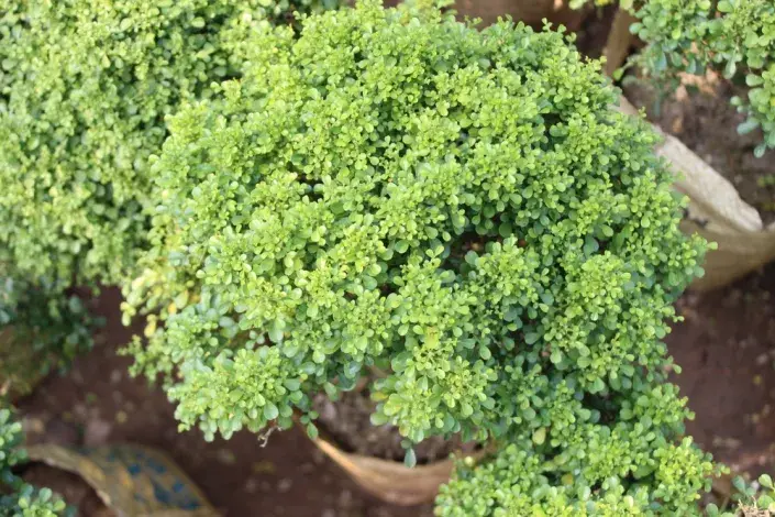 Zimostráz malolistý (Buxus microphylla)