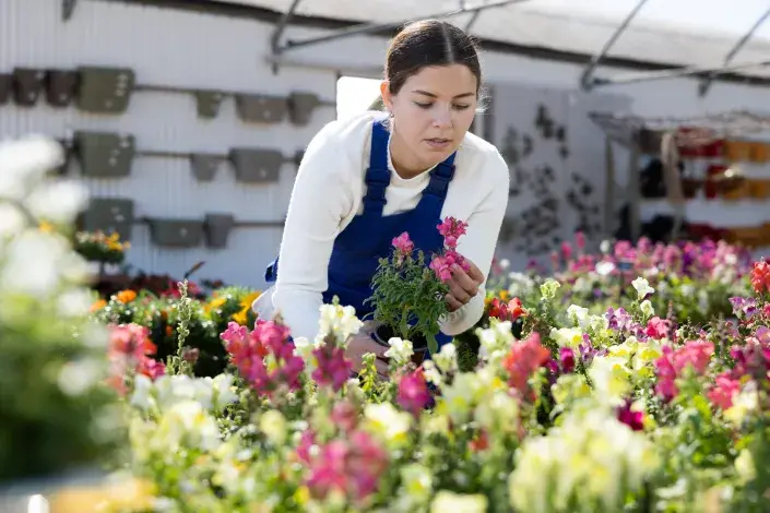 Hledík patří mezi nejoblíbenější letničky Hledík patří mezi nejoblíbenější letničky