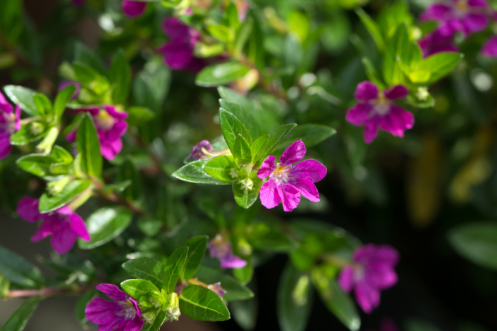 Hlazenec yzopolistý (Cuphea hyssopifolia)