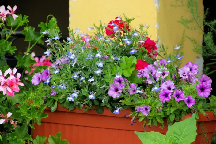 Dopřejte květinám na balkoně dostatek vláhy i po dobu vaší dovolené. použijte hydrogel i samozavlažovací truhlíky Dopřejte květinám na balkoně dostatek vláhy i po dobu vaší dovolené. použijte hydrogel i samozavlažovací truhlíky