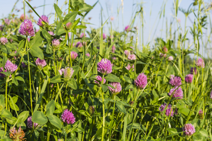 Jetel luční (Trifolium pratense)