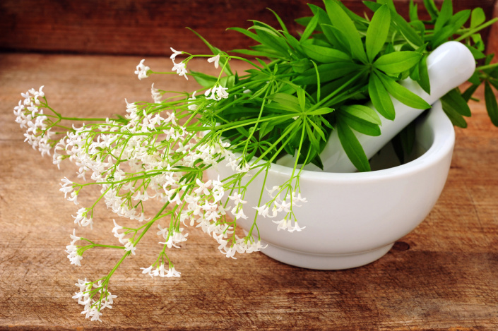 Svízel vonný neboli mařinka vonná (Asperula odorata)