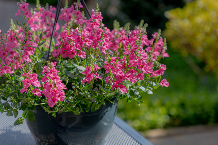 Ostruhatka (Diascia)