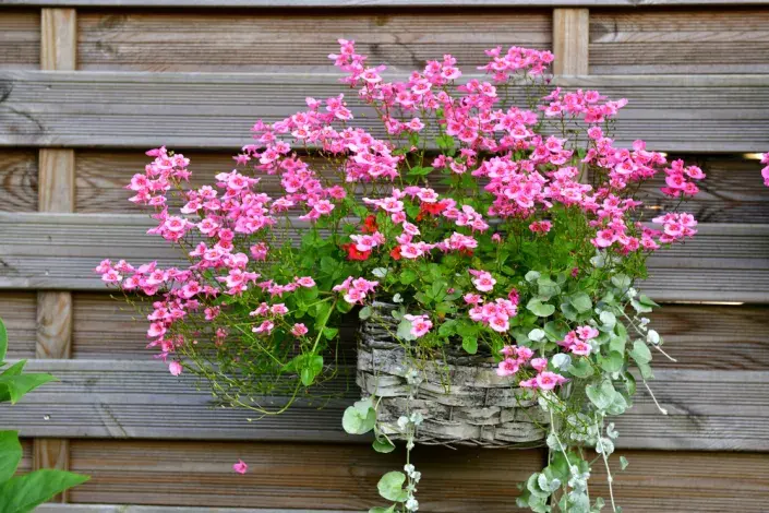 Ostruhatka (Diascia)