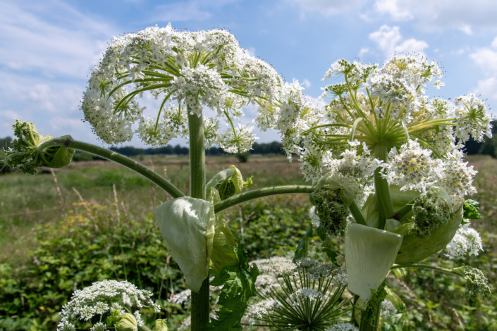 Bolševník velkolepý (Heracleum mantegazzianum)