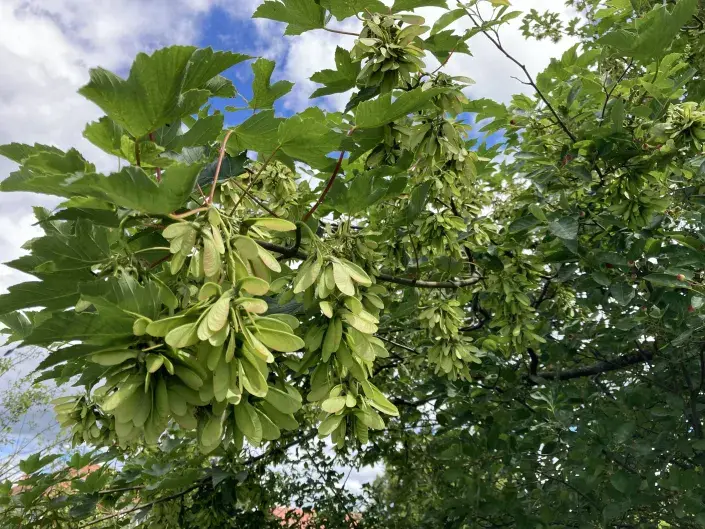 Javor babyka s plody Javor babyka s plody