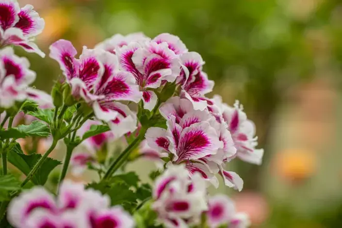 Pelargonium crispum