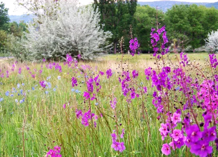 Divizna brunátná (Verbascum phoeniceum)