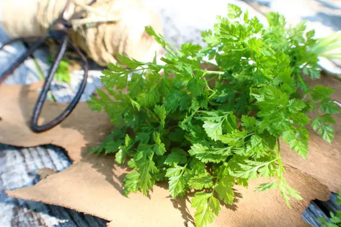 Kerblík je výborná bylinka