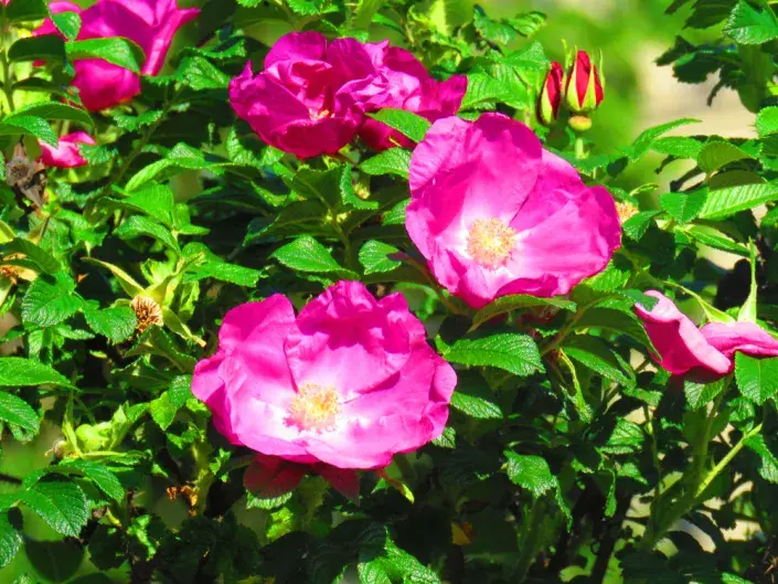 Růže svraskalá (Rosa rugosa)